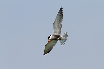 Image showing whiskered tern in flight