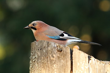 Image showing jay in the garden
