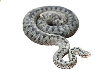 Image showing isolated common european viper