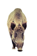 Image showing isolated big wild boar