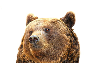 Image showing isolated portrait of a big bear
