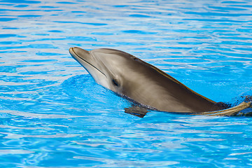 Image showing Bottle nosed dolphin