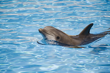 Image showing Bottle nosed dolphin