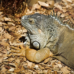 Image showing green iguana