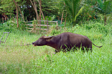 Image showing Asian water buffalo