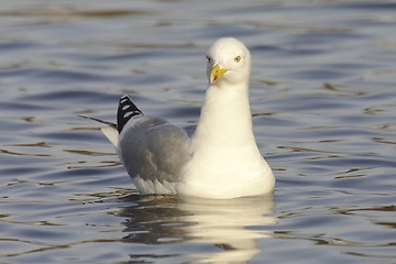 Image showing Seagull