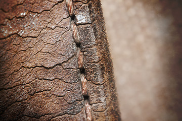 Image showing Close-up of old stiches in leather