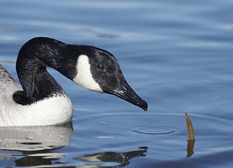 Image showing Canadian goose