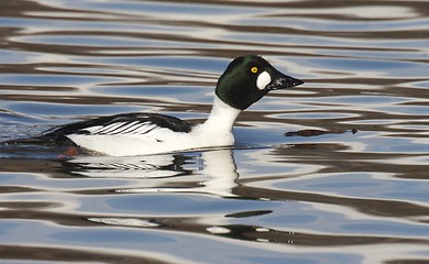 Image showing Goldeneye