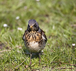 Image showing Small bird on grass