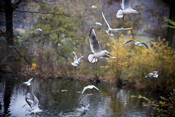 Image showing Seagulls flying over autumnal pond