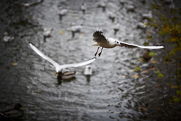 Image showing Seagulls flying over autumnal pond