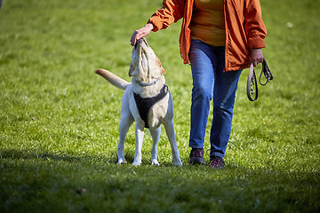 Image showing Woman with dog on meadow