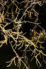 Image showing Budding twigs at night