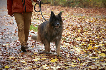 Image showing Man with German shepherd