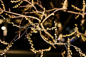 Image showing Budding twigs at night