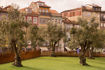 Image showing EUROPE PORTUGAL PORTO RIBEIRA OLIVE TREE