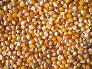 Image showing Pop corn maize