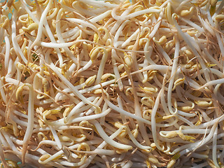 Image showing Mung bean sprouts vegetables