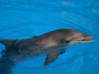 Image showing Bottle Nosed Dolphin