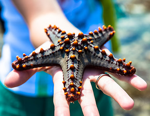 Image showing Holding a starfish