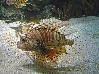 Image showing Lion Fish