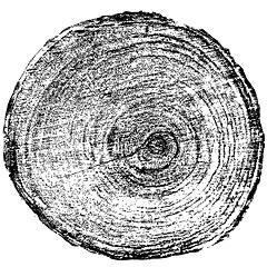 Image showing Tree rings saw cut tree trunk background. illustration