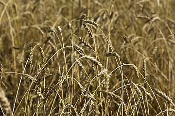 Image showing Yellow grain ready for harvest growing in a farm field