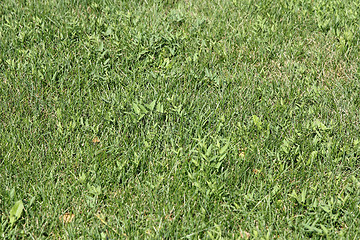 Image showing Green wheat on a grain field grass texture background