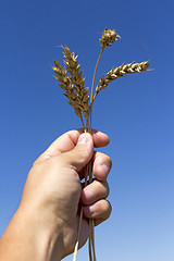 Image showing hand holding ears of wheat against blue sky
