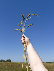 Image showing hand holding ears of wheat against blue sky