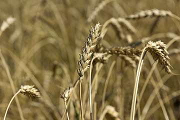 Image showing Yellow grain ready for harvest growing in a farm field