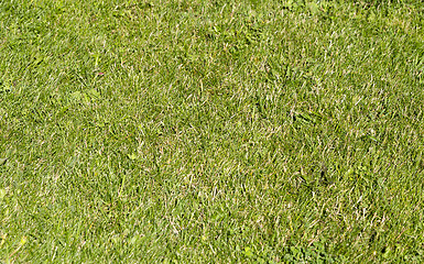 Image showing Green wheat on a grain field grass texture background