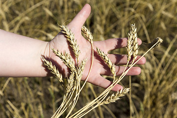 Image showing hand holding ears of wheat 