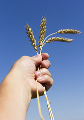 Image showing hand holding ears of wheat against blue sky