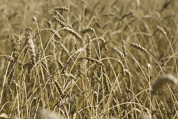 Image showing Yellow grain ready for harvest growing in a farm field