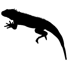 Image showing Lizard is goanna silhouette on a white background. illustration