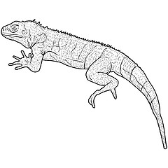 Image showing Lizard is goanna silhouette on a white background. illustration