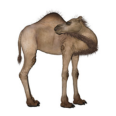 Image showing Dromedary or Arabian Camel