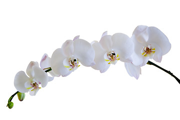 Image showing White orchid

