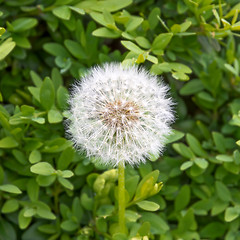 Image showing Dandelion on a background of green leaves.