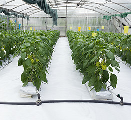 Image showing Pepper Plant Greenhouse