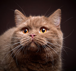 Image showing Portrait of british short hair cat