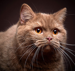 Image showing Portrait of british short hair cat