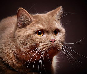 Image showing Portrait of british short hair cat