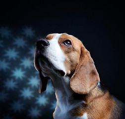 Image showing Portrait of young beagle dog