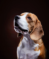 Image showing Portrait of young beagle dog