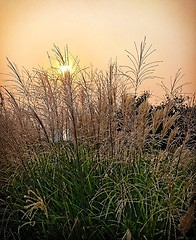 Image showing Reed At Sunset