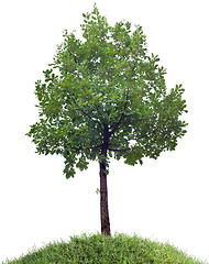 Image showing Oak Tree Cutout
