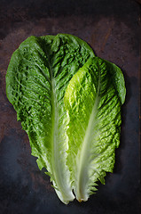 Image showing romaine lettuce